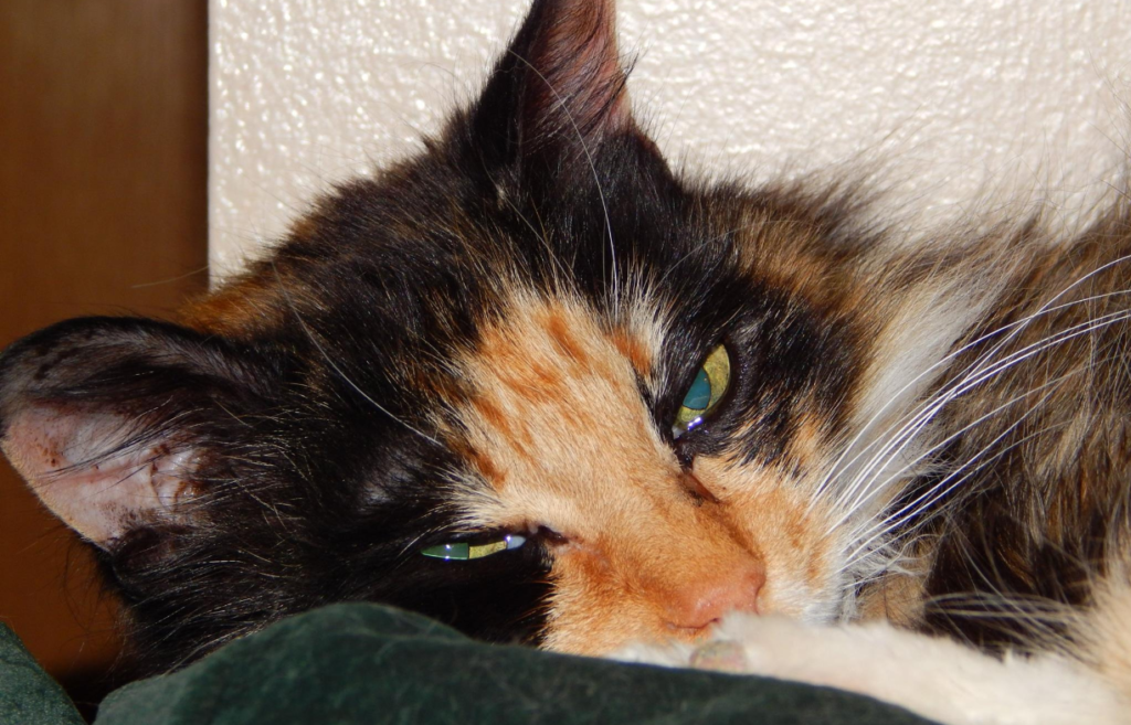 cat's purr