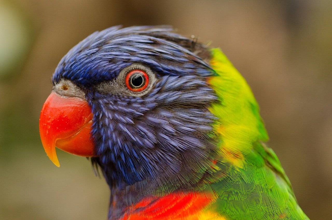nature-bird-flying-red