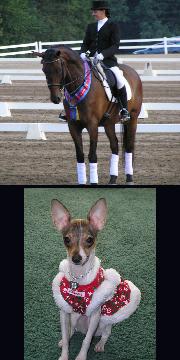 Tracy B. and Aries, 6 year old warmblood gelding, Fenton, MI
