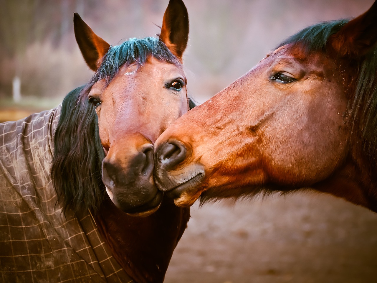 communication with horses works