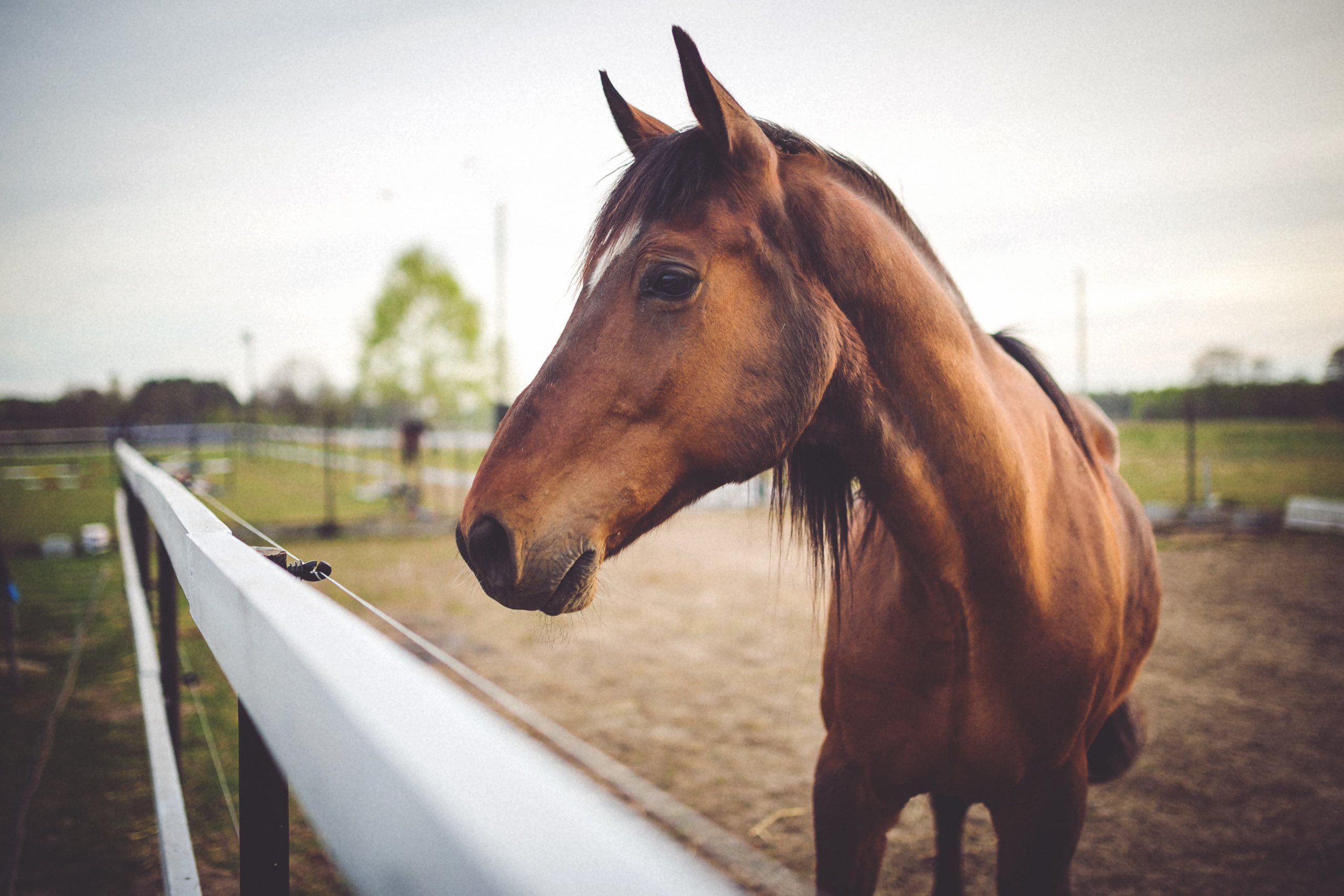 horse talk