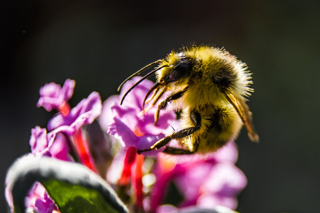 save the bees