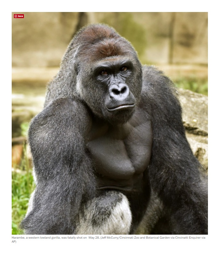 Harambe the Gorilla