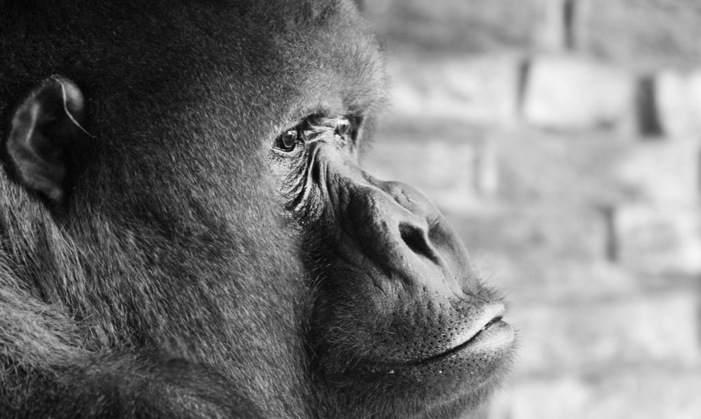 Harambe the Gorilla 2