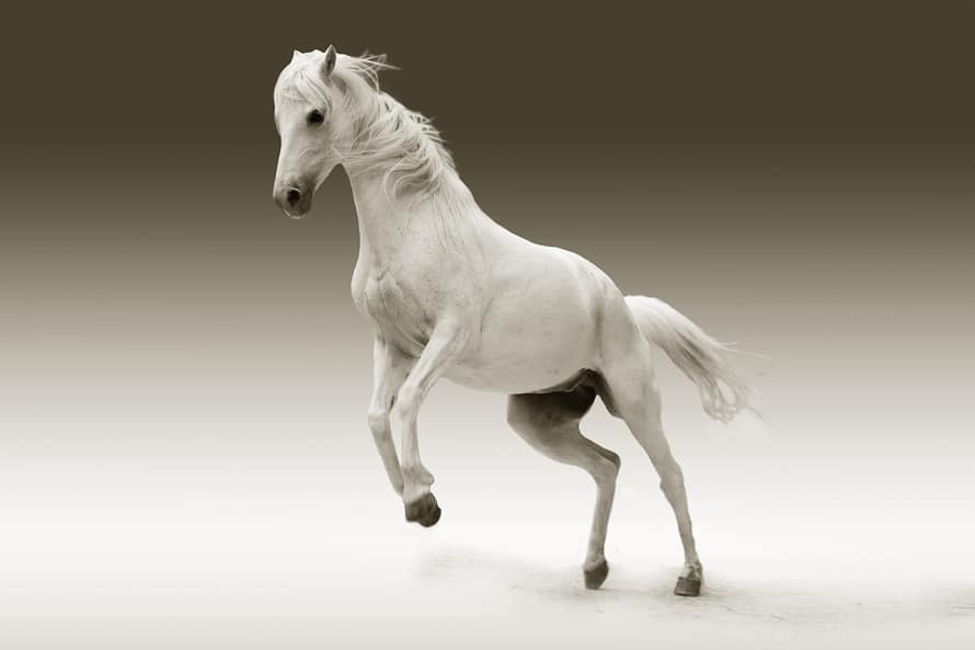 animal communication training
