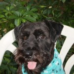 "Thanks Mom! I'm not afraid of thunder or fireworks or loud noises!" 