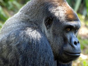 gorilla-5349677_1920