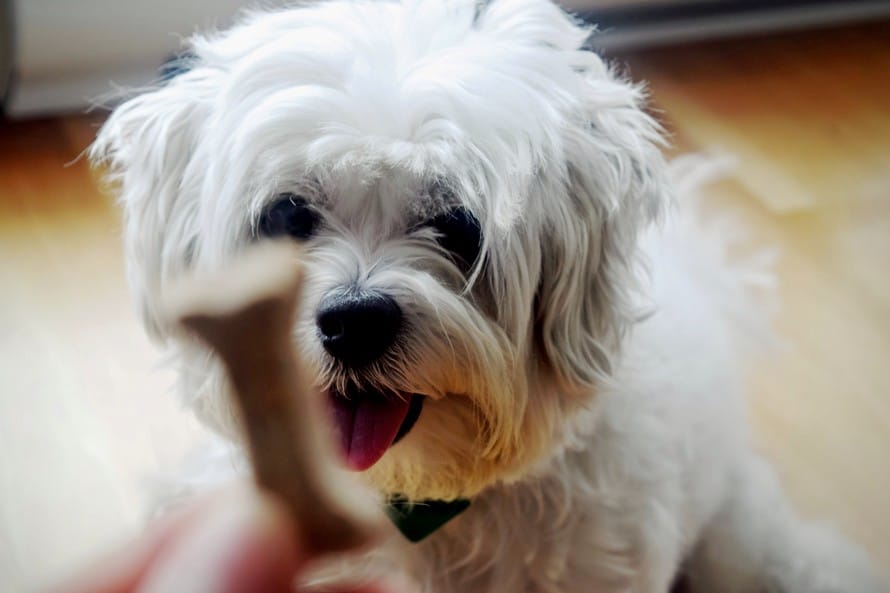 holistic dog care