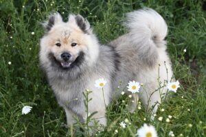 holistic dog care