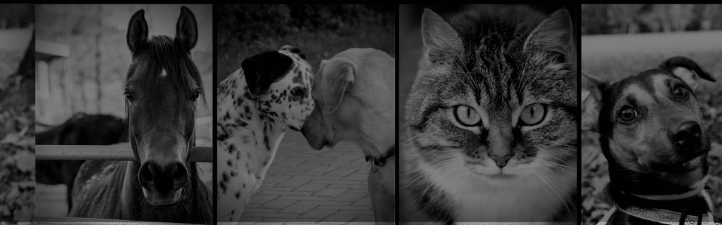 communicating with pets