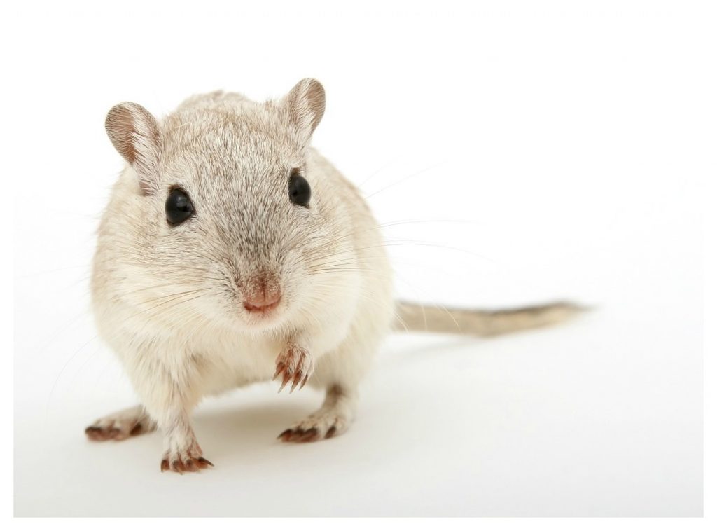 brave little mouse