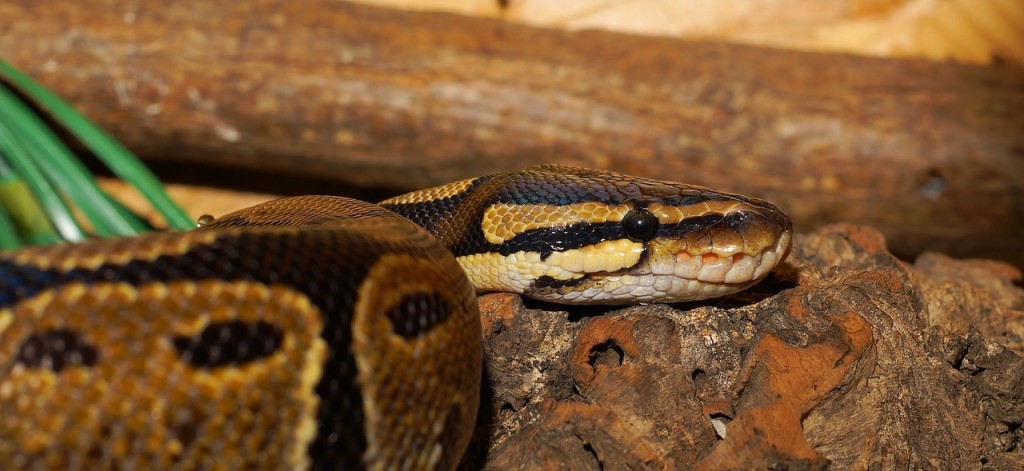 What Can We Learn From Animals? Big Lessons From a Small Creature