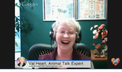 interspecies communication with Kate Solisti