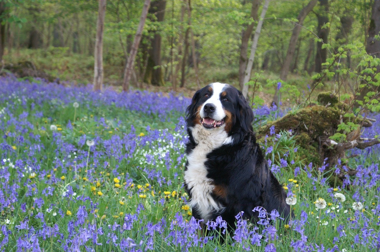 dog wisdom
