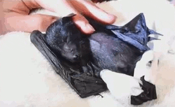Bat Story About Communication