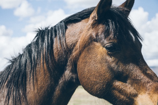 horse communication