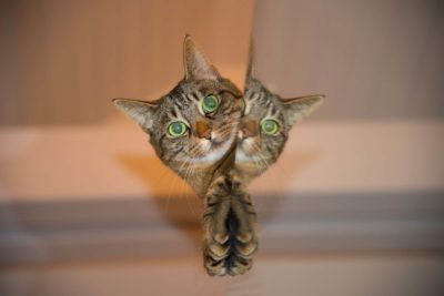 animals as mirrors
