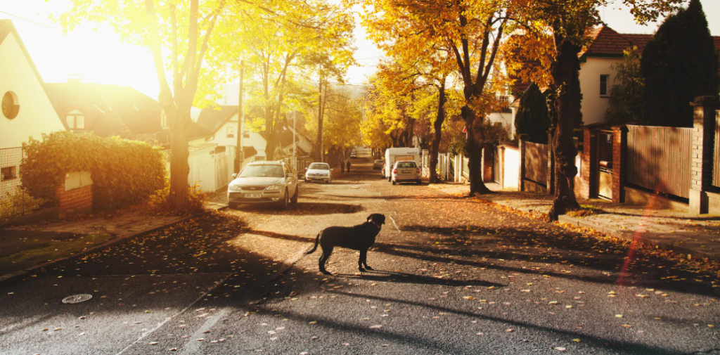 finding lost animals