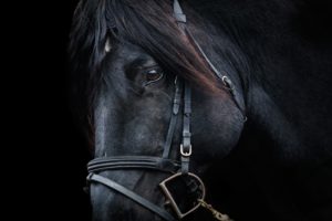 horse communication 2