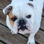 bulldog