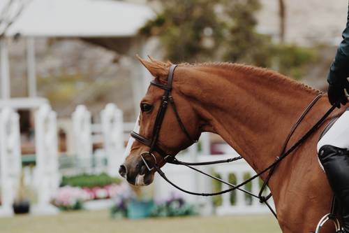 race horse