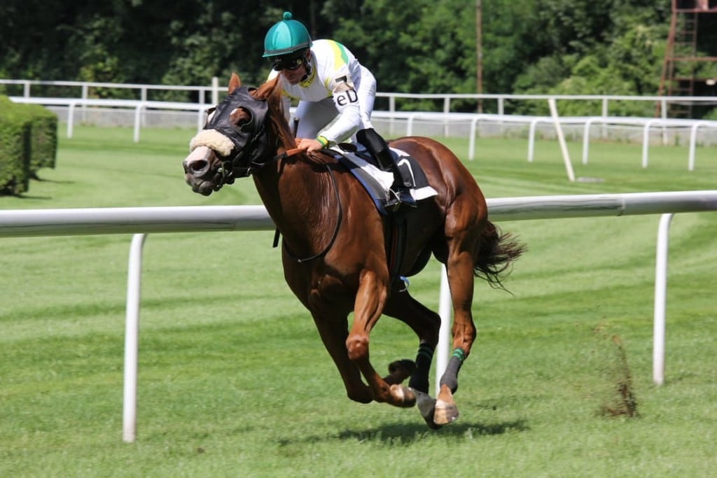 communicating with horses