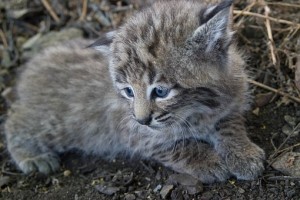 baby bobcat wildlife rescue