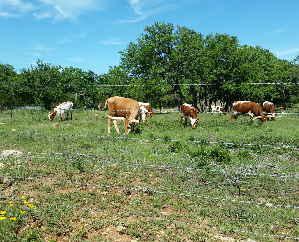 Longhorn cattle