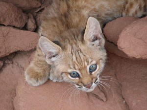 baby bobcat