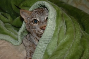 bobcat baby cat whisperer wildlife rescue