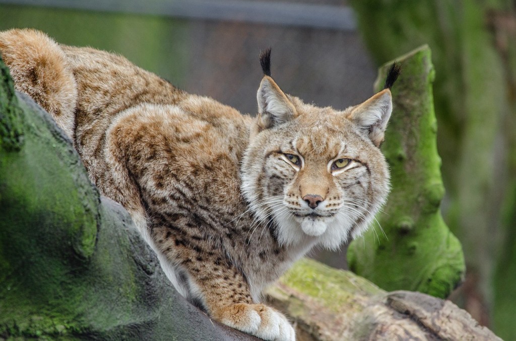 wildlife rescue