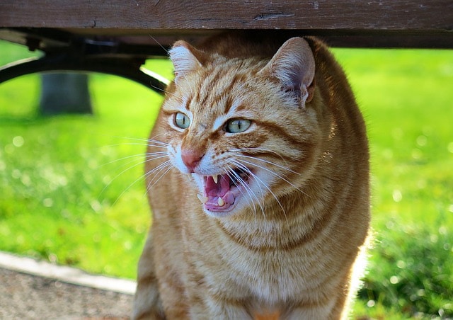 scared cat pixabay