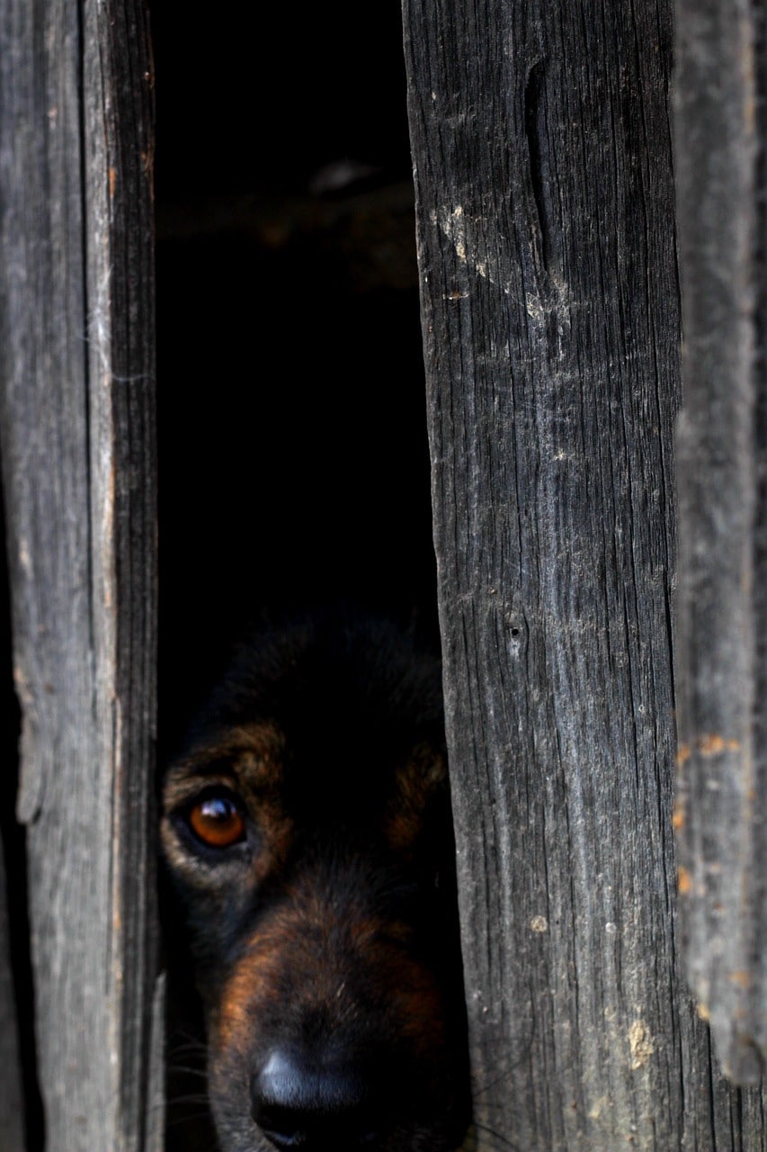 telepathy is one path to animal communication