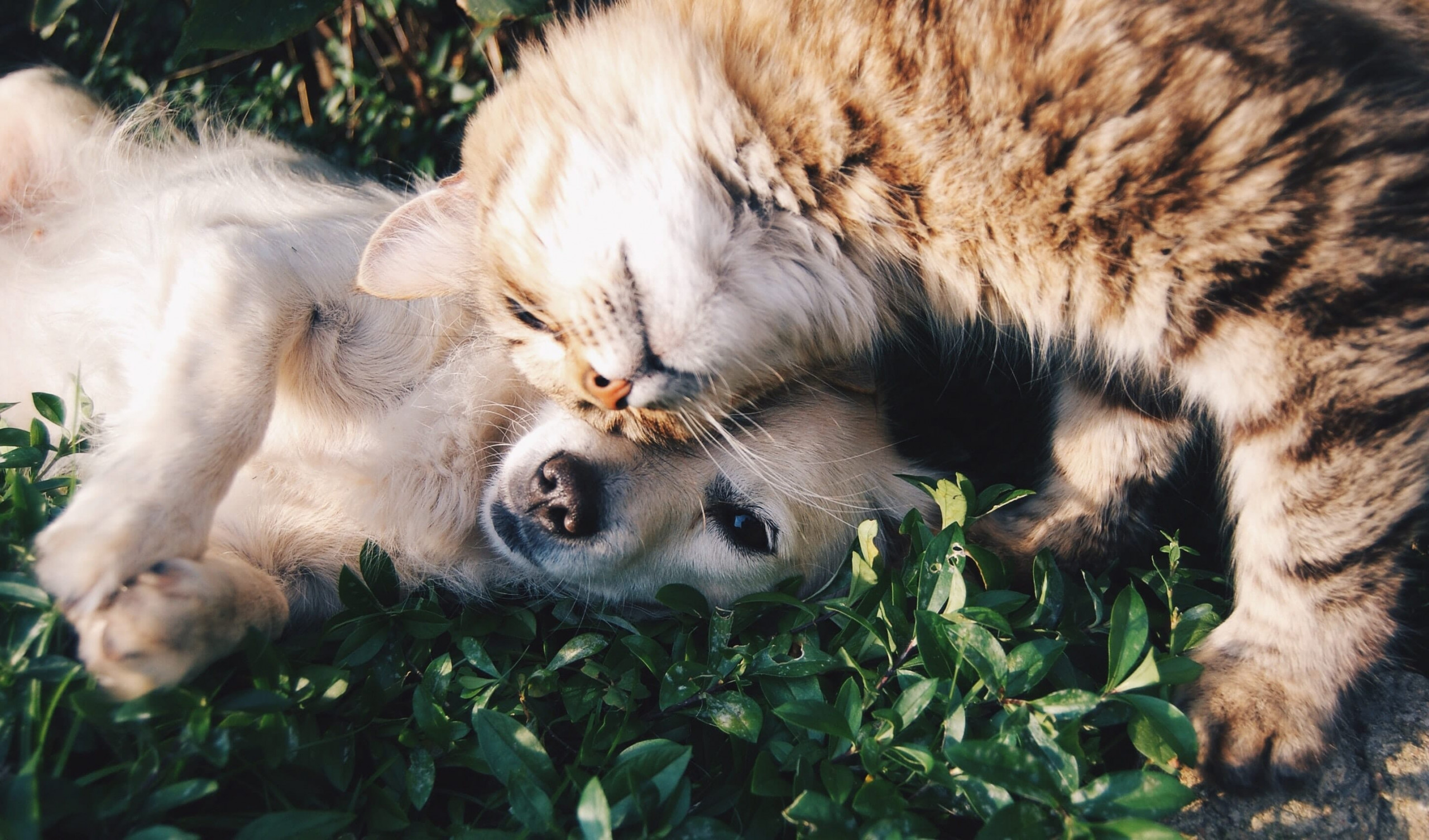 animal-cat-cute-46024