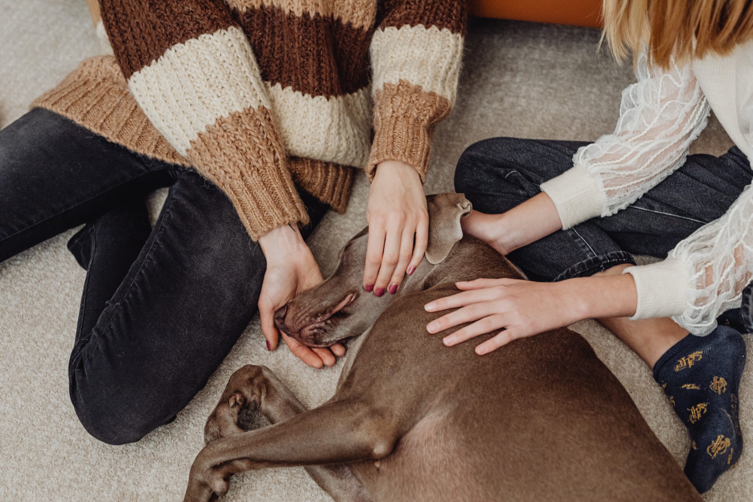 reiki brown dog