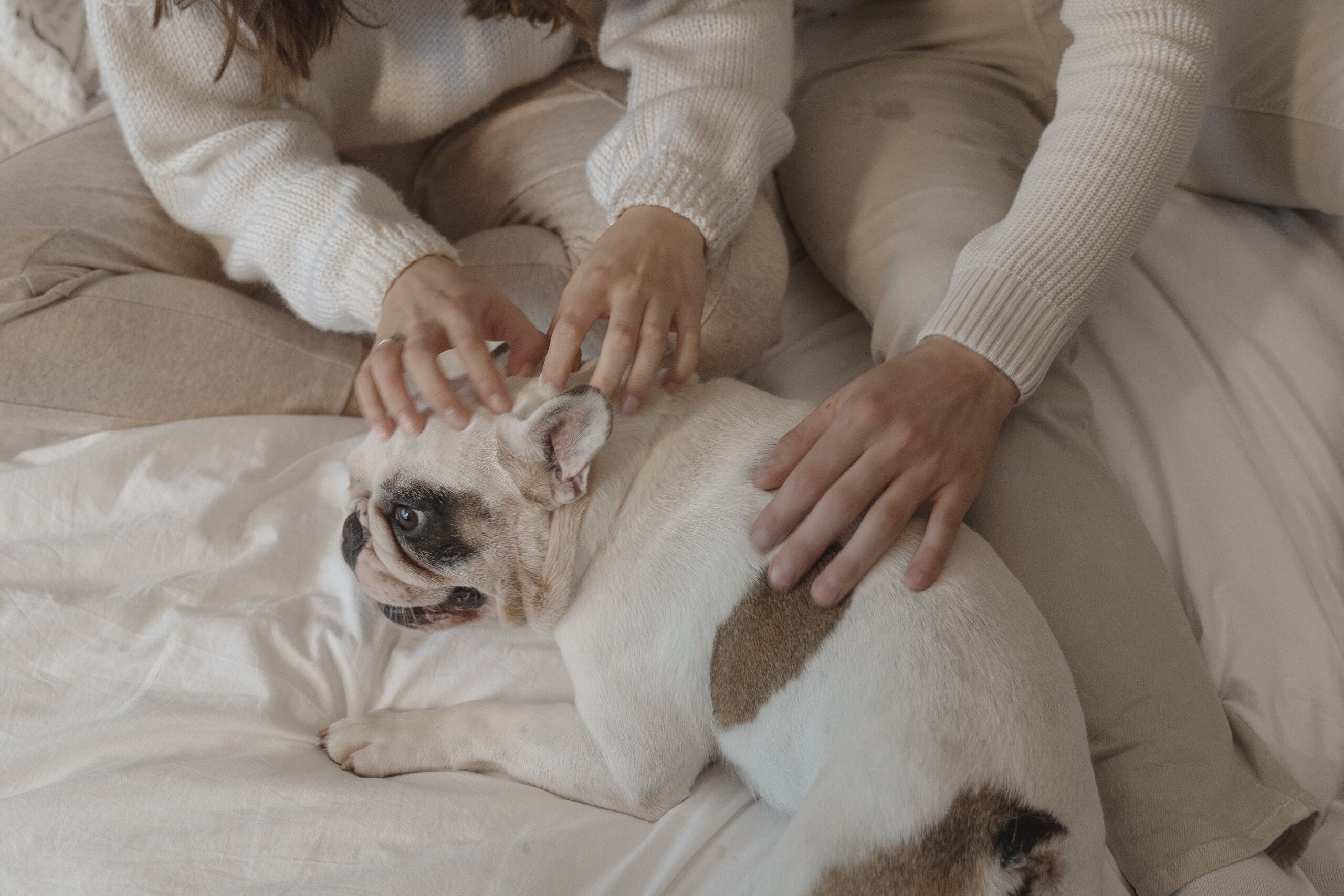 reiki bulldog