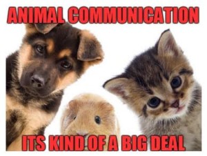 animal communication pets