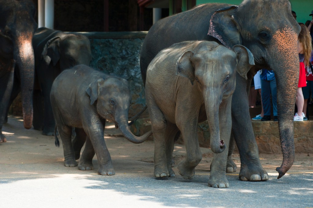elephant story
