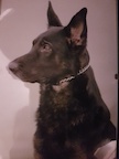 Marley-in spirit-MelanieA
