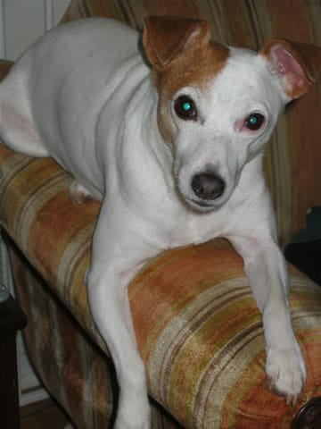 Little Dog-in spirit-ClaireD