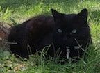 Pepper-in spirit-HeleneF