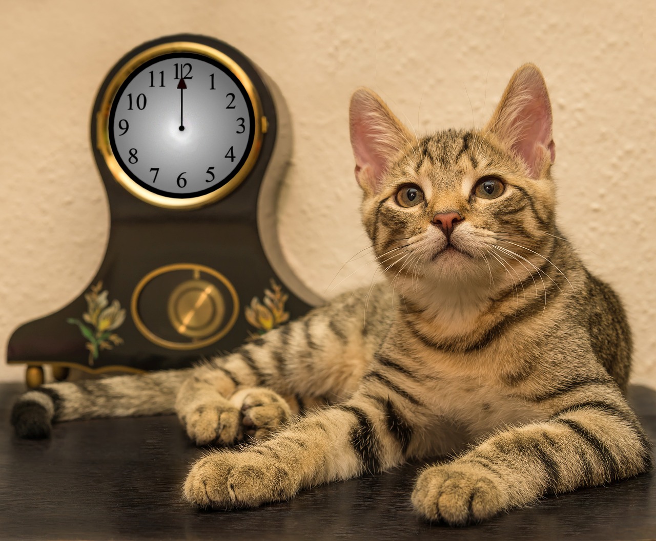 time change cat