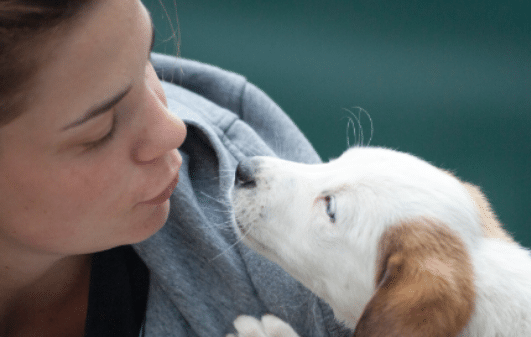 adorable-adult-animal-1174081