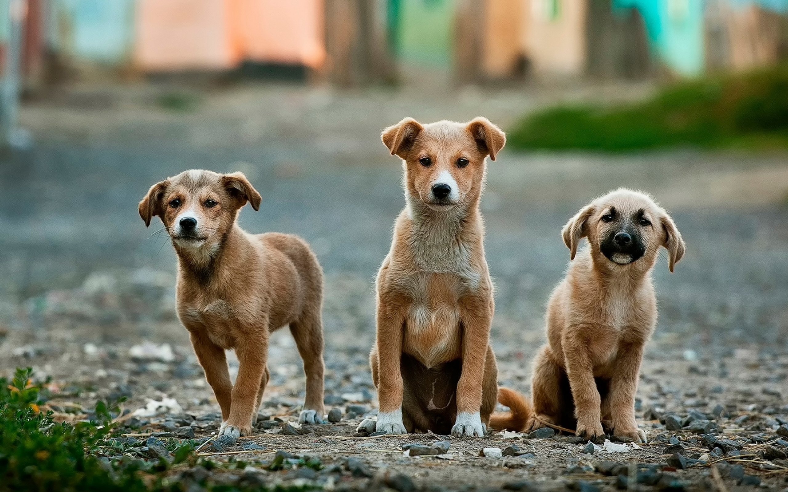 3 Fundamental Animal Talk Principles Are The Basis For All Relationships