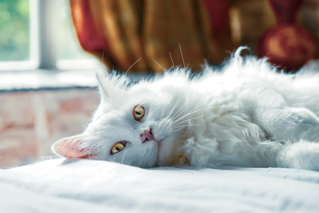 Animal Telepathy: How to Send a Powerful Message in 3 Easy Steps 