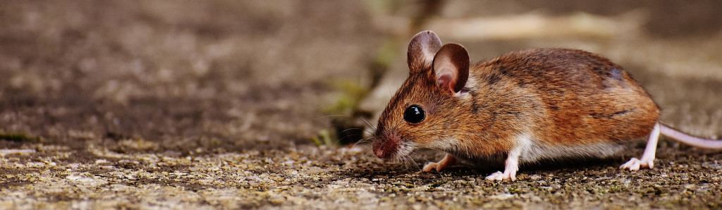 What Can We Learn From Animals? Big Lessons From a Small Creature