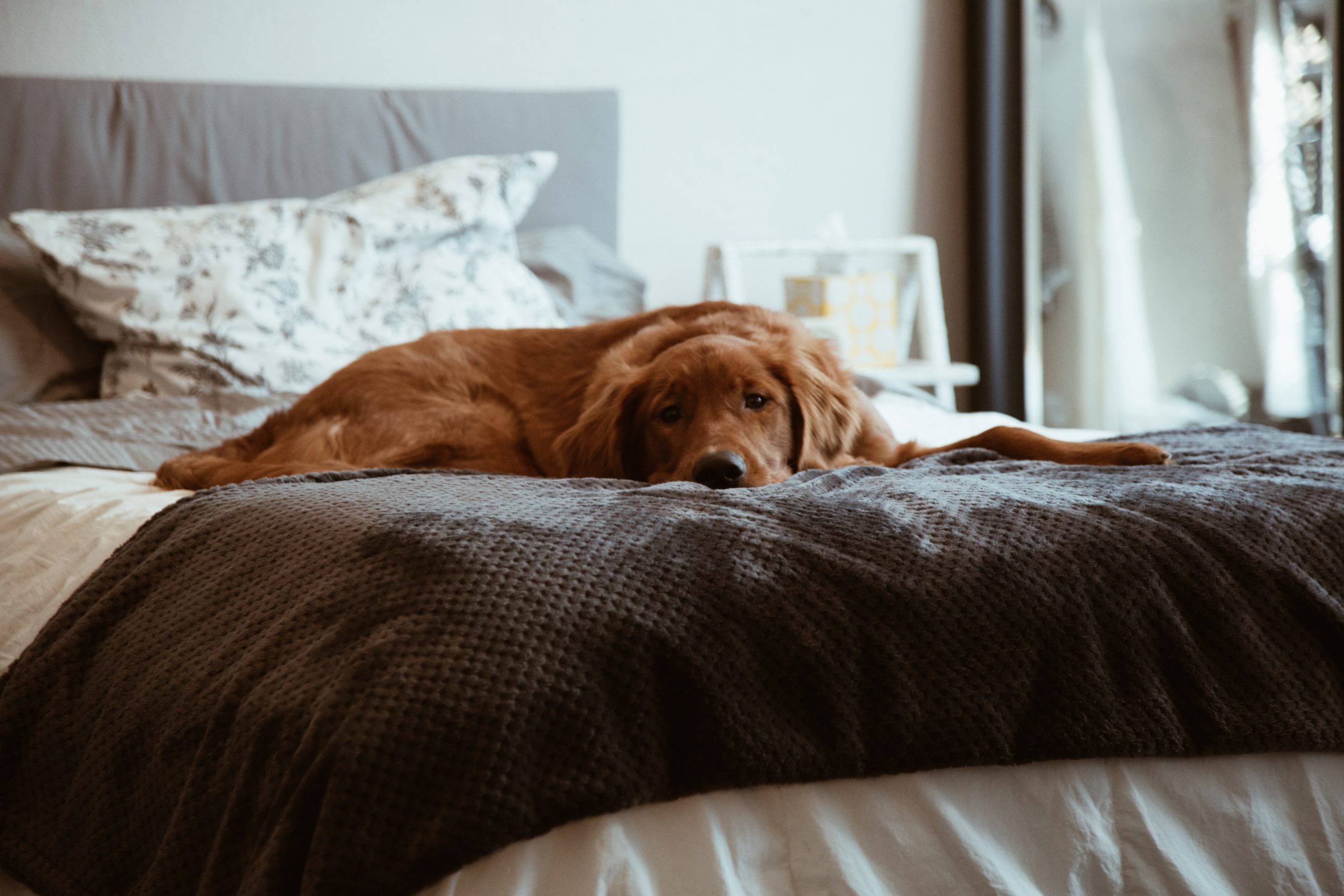 Animal Healing: Helping An Aging Dog Express Her Needs