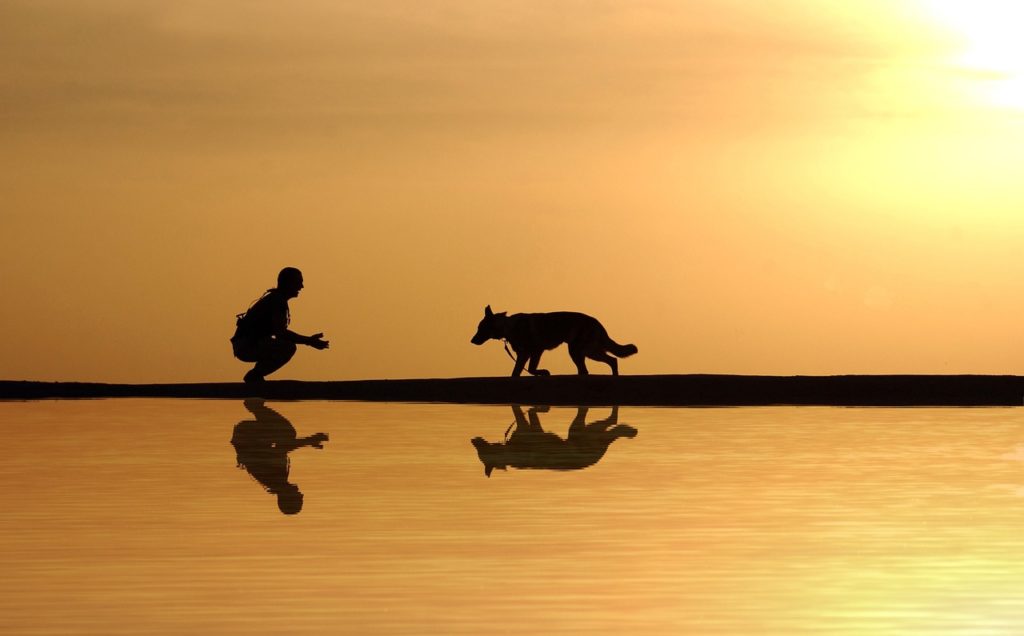 How Animal Connection Can Heal Our Own Wounds and Trauma