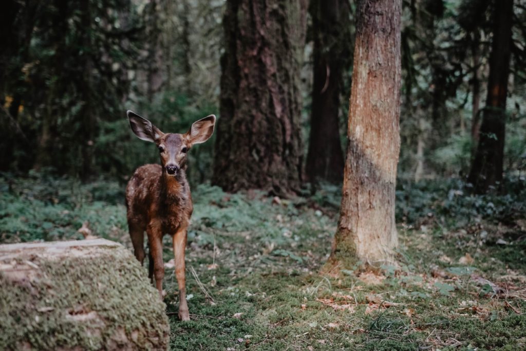 Fawn: Talk to Animals and Watch the Amazing Results!