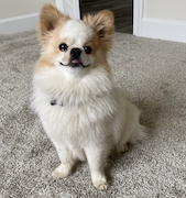 Prince formerly Beary-VivianN